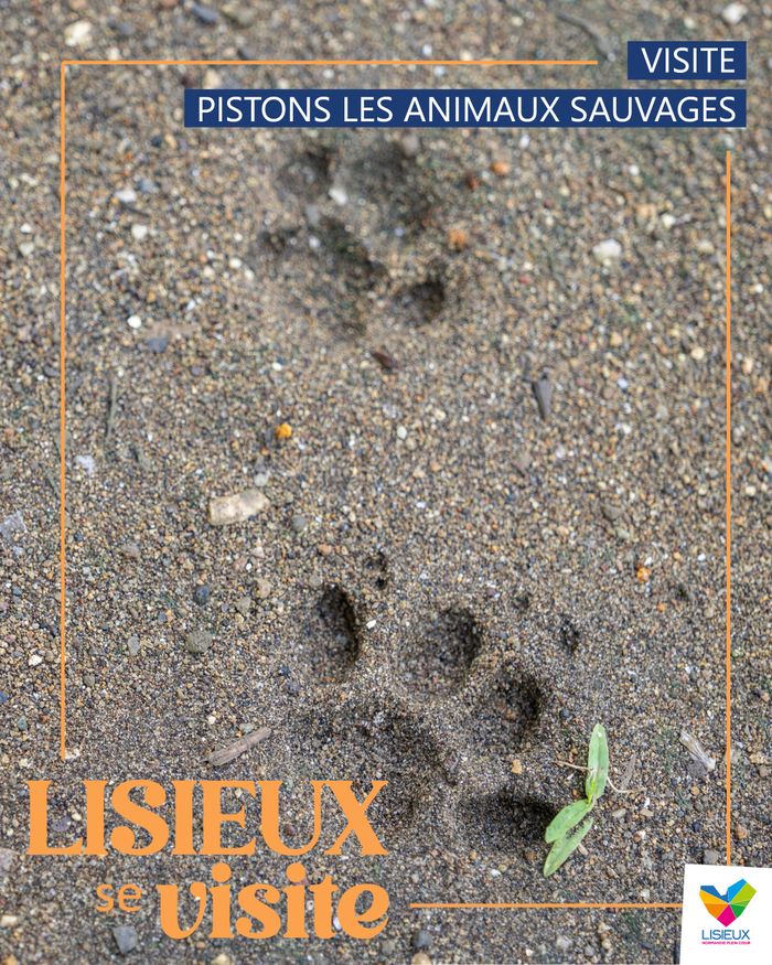 Une balade pour apprendre à lire les indices de présence des animaux sauvages.