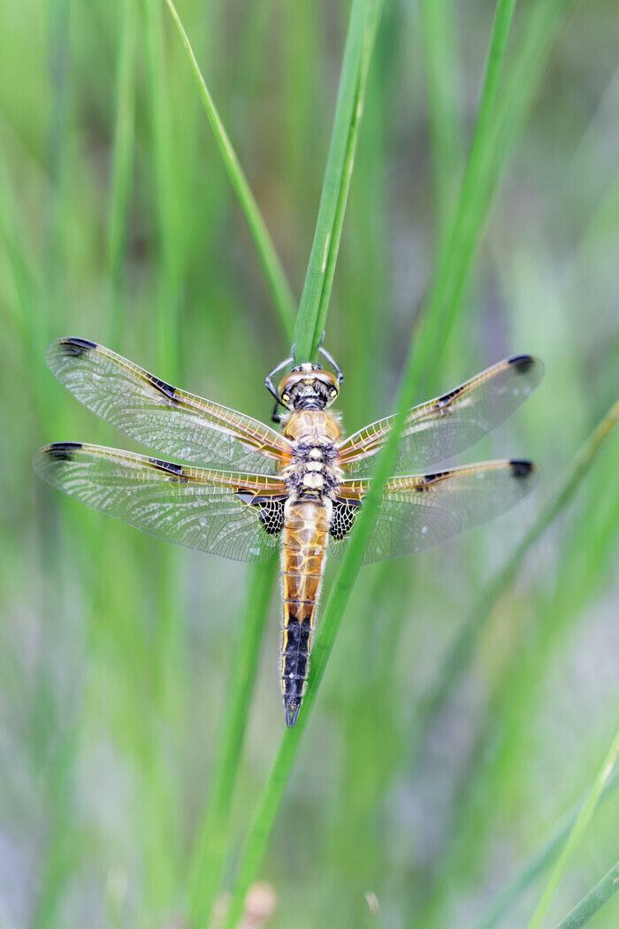 Libellules et papillons