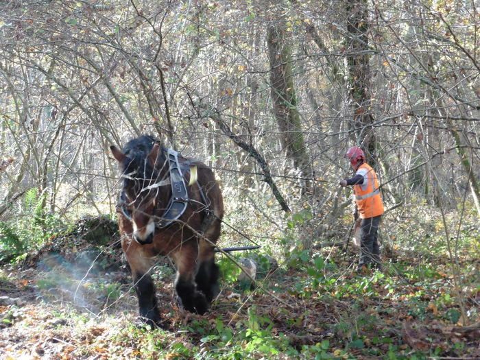 Plus respectueux des sols et moins gourmand en carburants, le débardage à cheval se retrouve aujourd’hui en phase avec les préoccupations écologiques. Une pratique disparue mais qui revient en force !