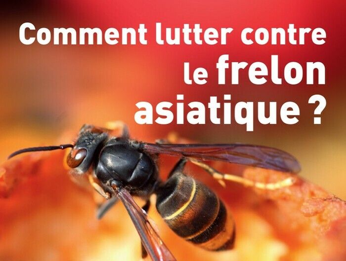 Explication sur la lutte contre le frelon, les équipements, attractifs frelon, le piégeage.....