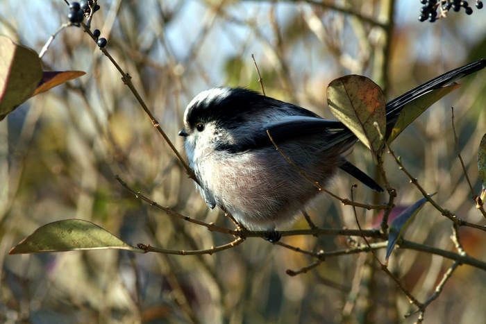 La Haie, espace de vie et réservoir de biodiversité