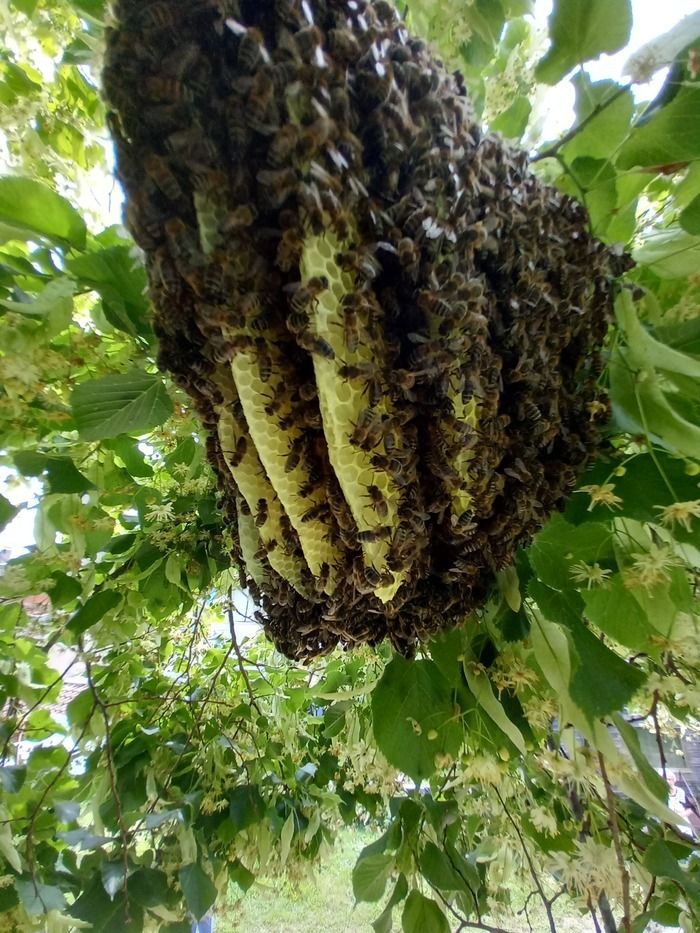 Conférence ouverte à tous sur les abeilles