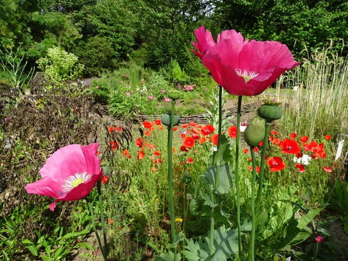 Kommentierte Spaziergänge im Botanischen Garten Littoral zum Thema der fünf Sinne.