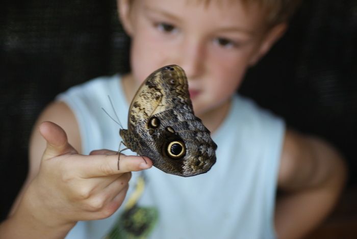 Im Garten der Schmetterlinge werden abends viele Tiere erst richtig aktiv. Die Geburtshelferkröten erklingen und die Bananenfalter tanzen.