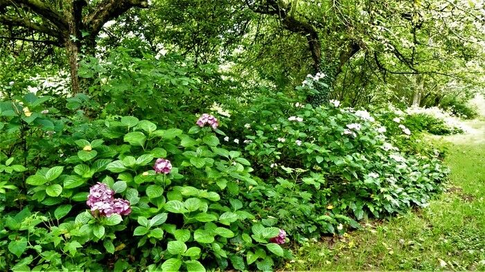 In einem ruhigen Weiler gelegen, erstreckt sich der Garten auf 7'000 m2\. Es wird mit den aktuellen Blumenarten besucht, die in den letzten Jahren oft im Voraus waren. Viele Bäume, Sträucher und Staud