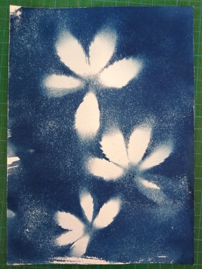 Aux Archives, nous aimons vous surprendre avec de nouvelles activités inattendues ! Si vous veniez réaliser un herbier cyanotype ?