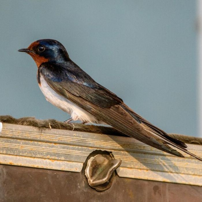 Les hirondelles comptent parmi les oiseaux les plus populaires de nos régions.