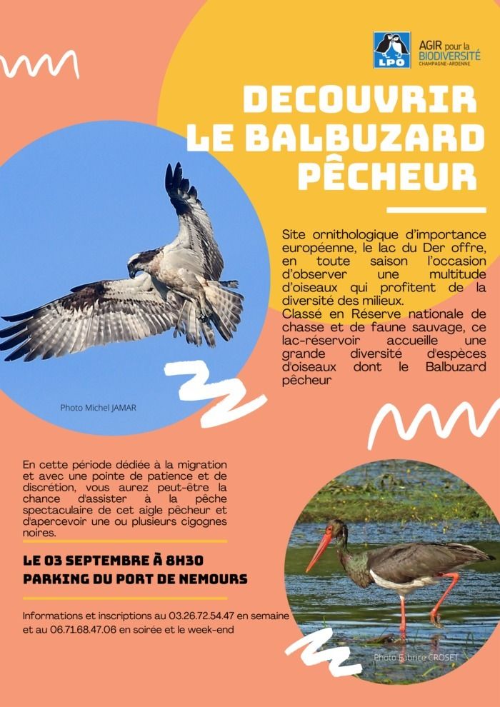 Sortie matinale sur le "Veux Der" pour observer le Balbuzard pêcheur