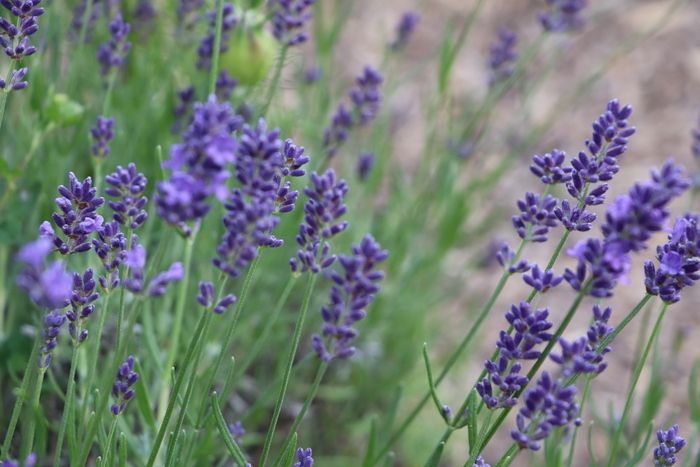 Anlässlich der Rendez-vous aux jardins 2024 können Sie die Blumen und Bäume der Jahreszeiten in impressionistischen Gemälden entdecken.