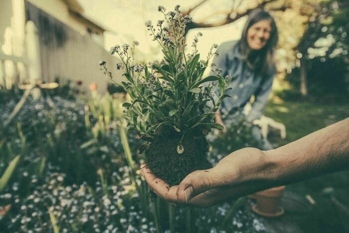 Spazieren Sie durch den Garten, beobachten Sie und lernen Sie das botanische Zeichnen kennen!