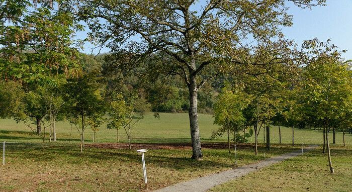 Anfang Juni ist die Bestäubung der Walnussblüten endlich abgeschlossen; die kleinen weiblichen Blüten haben ihre Pollen erhalten und können langsam ihre Transformation beginnen, um ...