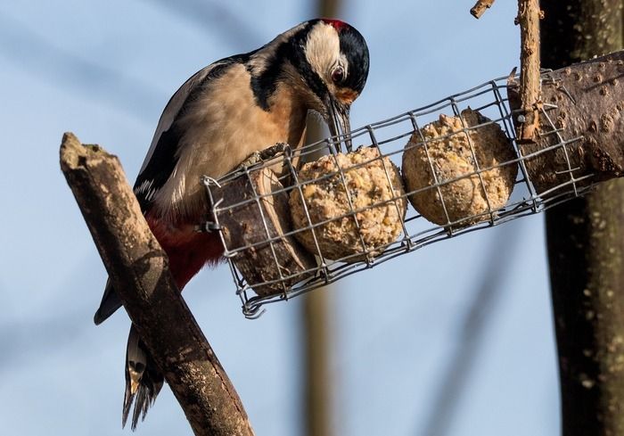 Fabrique des boules de graisse pour les oiseaux du jardin.