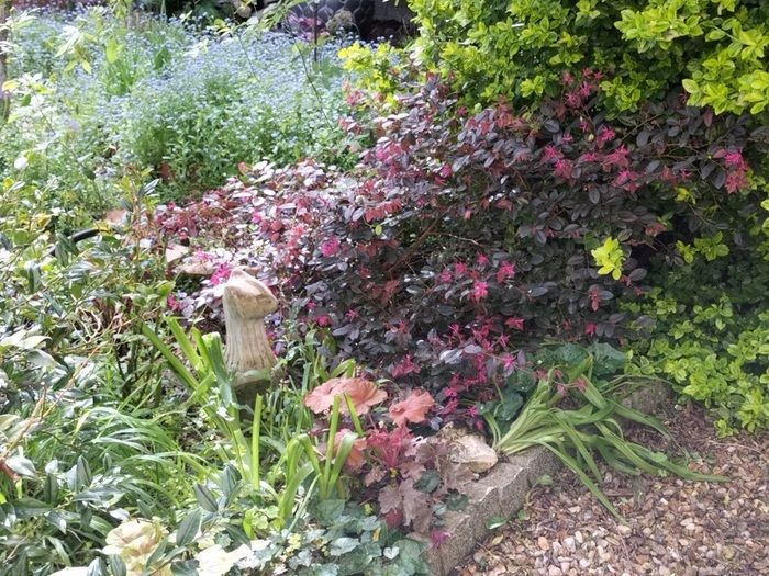 Vorschlag für einen Austausch rund um die Möglichkeiten, einen bunten Garten zu haben, blüht fast das ganze Jahr mit den Pflanzen im Garten installiert, und Bücher, wenn die Teilnehmer die Souha...