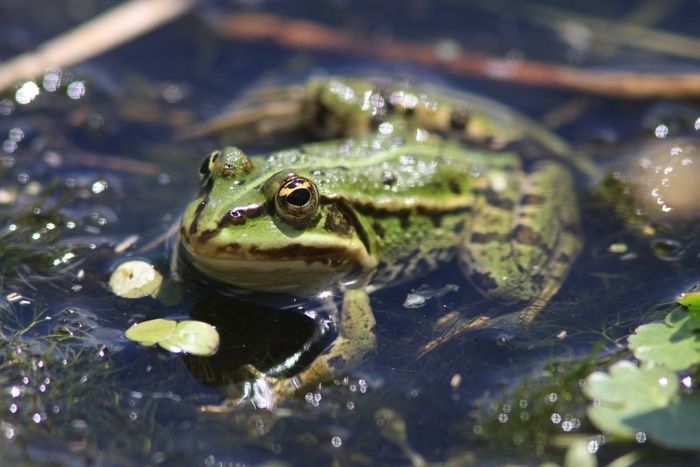 Une sortie en soirée pour aller à la rencontre des amphibiens.