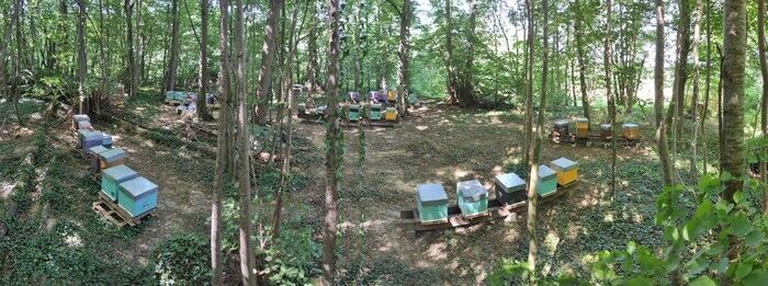 Participez à une visite guidée du Rucher de Maurevert avec présentation d'une colonie d'abeilles et ballade en extérieur pour découvrir l'organisation du Rucher de Maurevert.