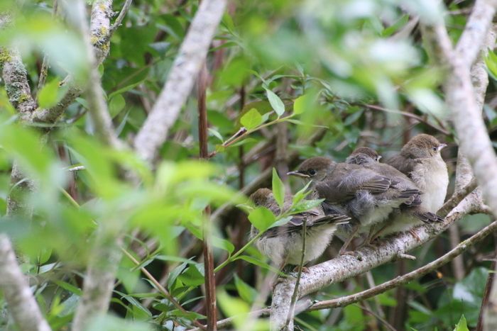 Kinderheim der Schulen von Couzeix, um Vögel mit Fotos und Gesängen zu identifizieren. Drei Klassen am Morgen, drei am Nachmittag.