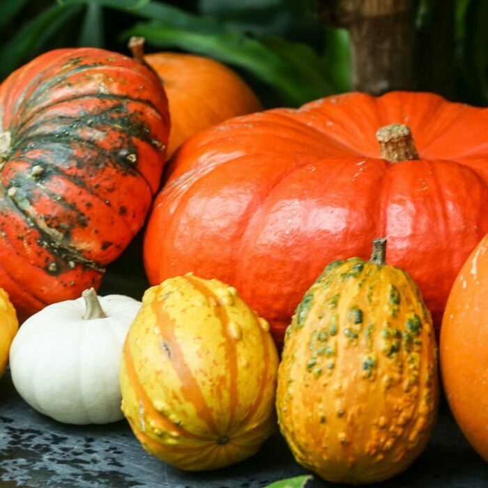 COLLECTION DE COURGES-RECOLTE ET PREPARATION DE SOUPE