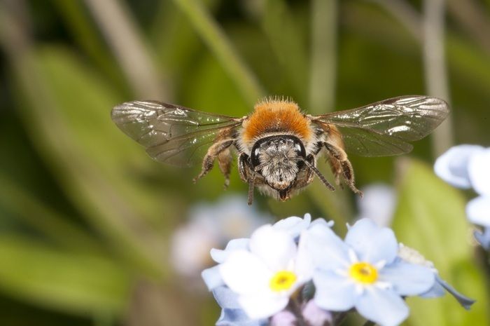 Privates Arboretum für Bienenpflanzen: insektenfreundlicher Naturgarten mit Teich und vielen botanischen Kostbarkeiten