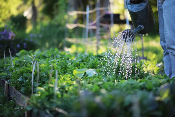 L'EAU AU JARDIN - TECHNIQUES D'ECONOMIE ET PERMACULTURE