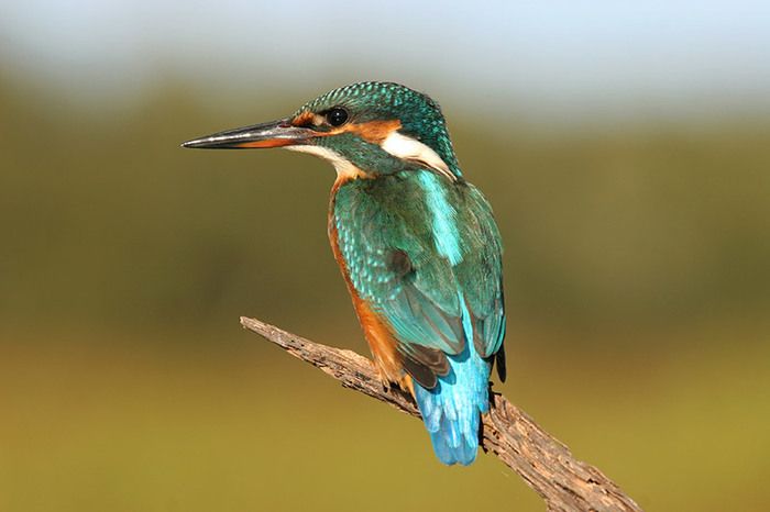 Suivez les pas de l'ornithologue et apprenez à observer la faune et la flore comme personne !