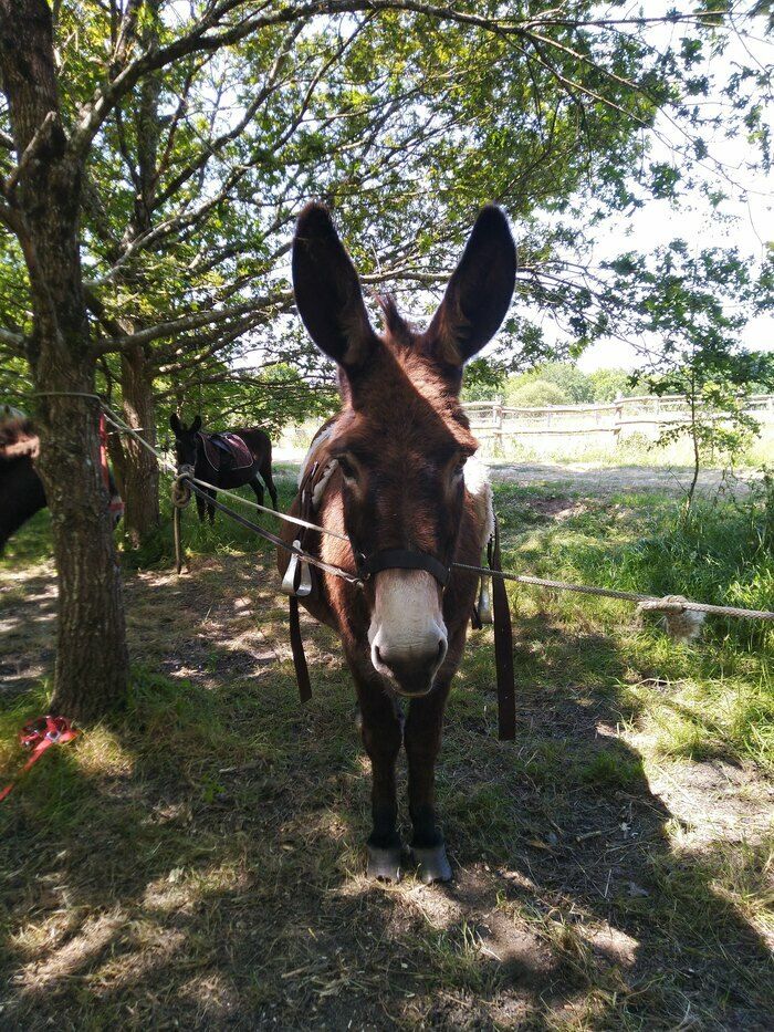 Eine Strecke wird im Garten der Salzwiesen geführt, um mit einem Pferd, das an der Longe gehalten wird, autonom zu sein.