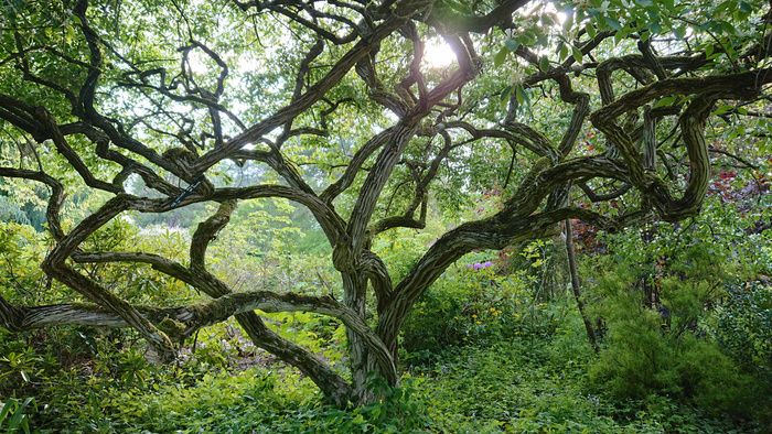 Ihre 5 Sinne werden bei dieser speziellen Führung stimuliert. Denn die Natur, im Arboretum des Grandes Bruyères mehr als anderswo, bietet uns alle Empfindungen: süß und schön, pfeffrig...