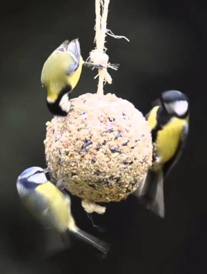 Atelier créatif : confection de boules de graisses pour les oiseaux