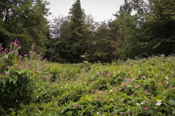 Les plantes n’ont pas conscience d’elles-mêmes et de leur entourage ?