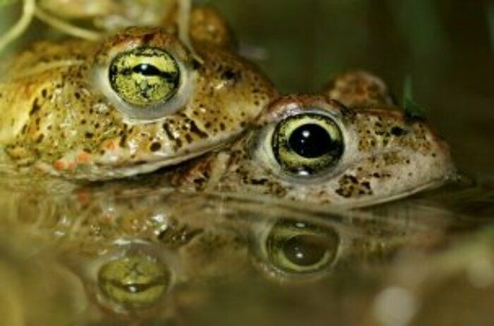 Découverte des amphibiens