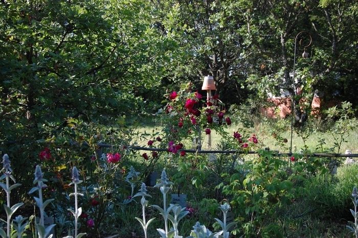 Entdecken Sie die alten Rosen und ihren Charme in einem grünen Garten am Fuße des Mont Ventoux. Vogelgezwitscher, Duft von Rosen, Schönheit von Blumen, ein Rosengarten wie u...