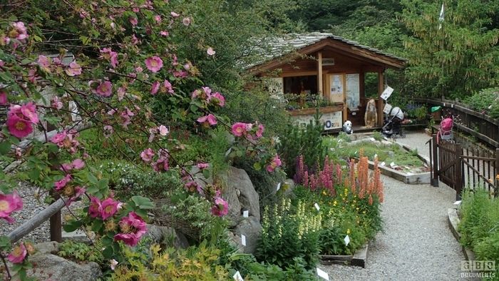 Guided tour of the alpine plant collections of the Botanical Garden.