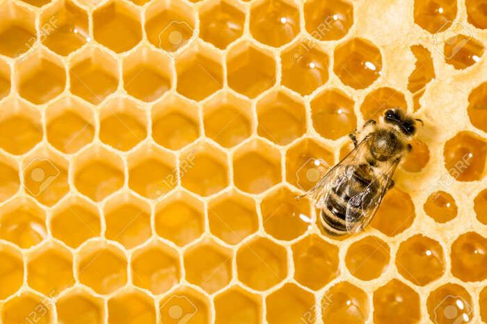 Je vous présente mes outils en vous expliquant la vie des abeilles et le métier de l'apiculteur. J'ai une petite exploitation et un atelier en devenir. Vous visiterez un environnement familial.