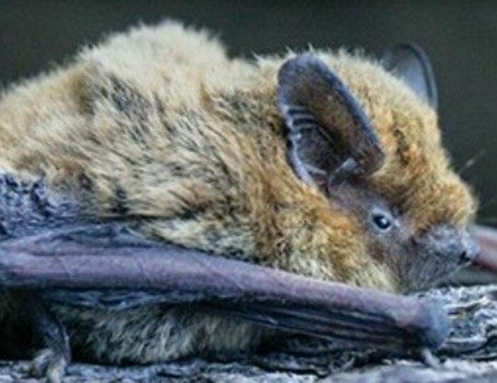 Présentation générale des chauves-souris puis balade à leur rencontre