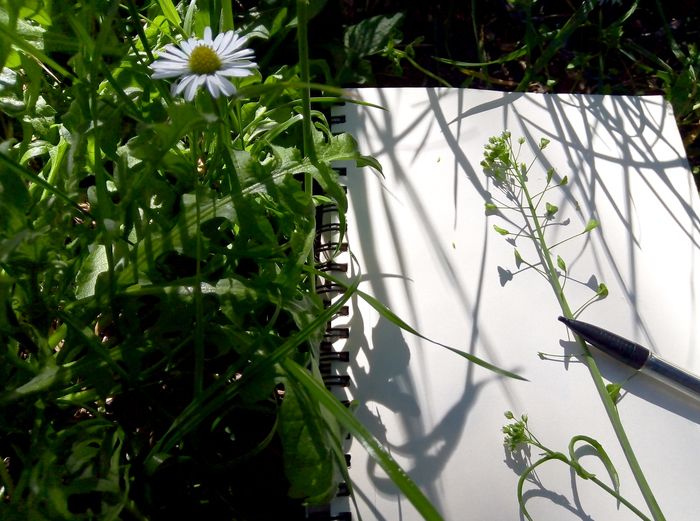 BALADE / Une balade botanique pour tout public d’une durée de 3 heures pour initier à la botanique et transmettre les usages des plantes par la réalisation d’un herbier de terrain.