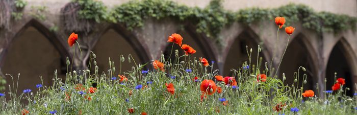 Botanischer Besuch der Wiese von Arnaud Roque Bernou, pädagogischer Referent und Animator Natur-Umwelt am Naturobservatorium von Colmar.