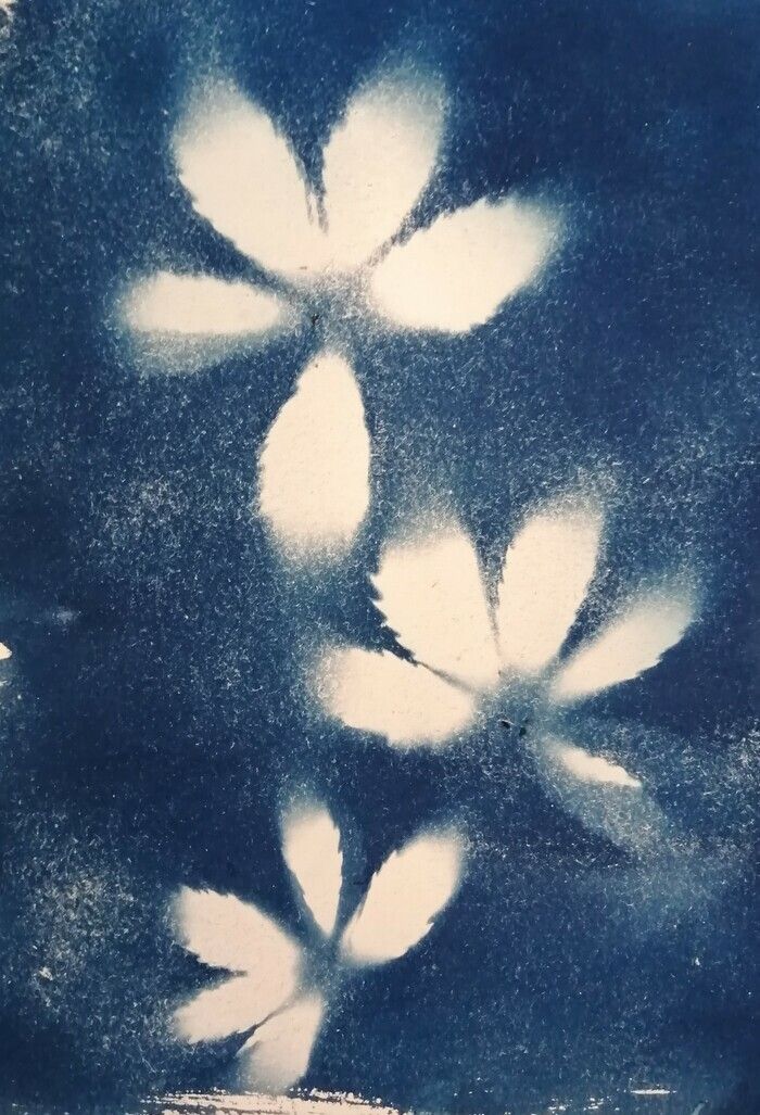 Aux archives, laissez-vous surprendre avec des activités inattendues ! Si vous veniez réaliser un herbier cyanotype lors des Journées européennes du patrimoine ?