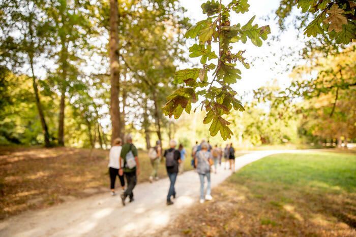 Les arbres sont les protagonistes de nos parcs paysagers… Mais au-delà de leur beauté et leur ombre rafraîchissante, savons nous les reconnaître ?