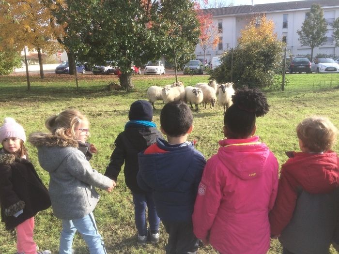 Venez découvrir de manière ludique les moutons de la race landaise, leur alimentation, leurs comportements, les soins apportés et les bienfaits qu'ils prodiguent à la biodiversité.