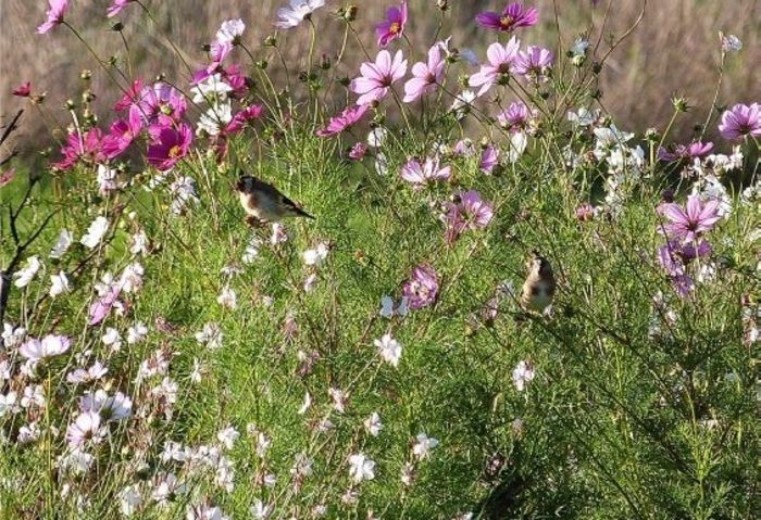 Kommentierte Tour: Wie man die 5 Sinne im Garten füttert, indem man insbesondere die etablierte oder vorbeiziehende Tierwelt willkommen heißt. Auch in Gegenwart unserer Freunde Katzen... (Anleitung zu