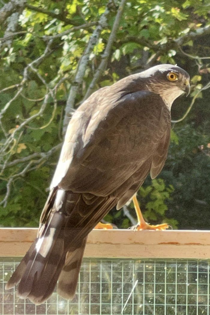 Venez découvrir la faune et la flore sauvage du territoire à travers les photos prises par les habitants de la Ville.