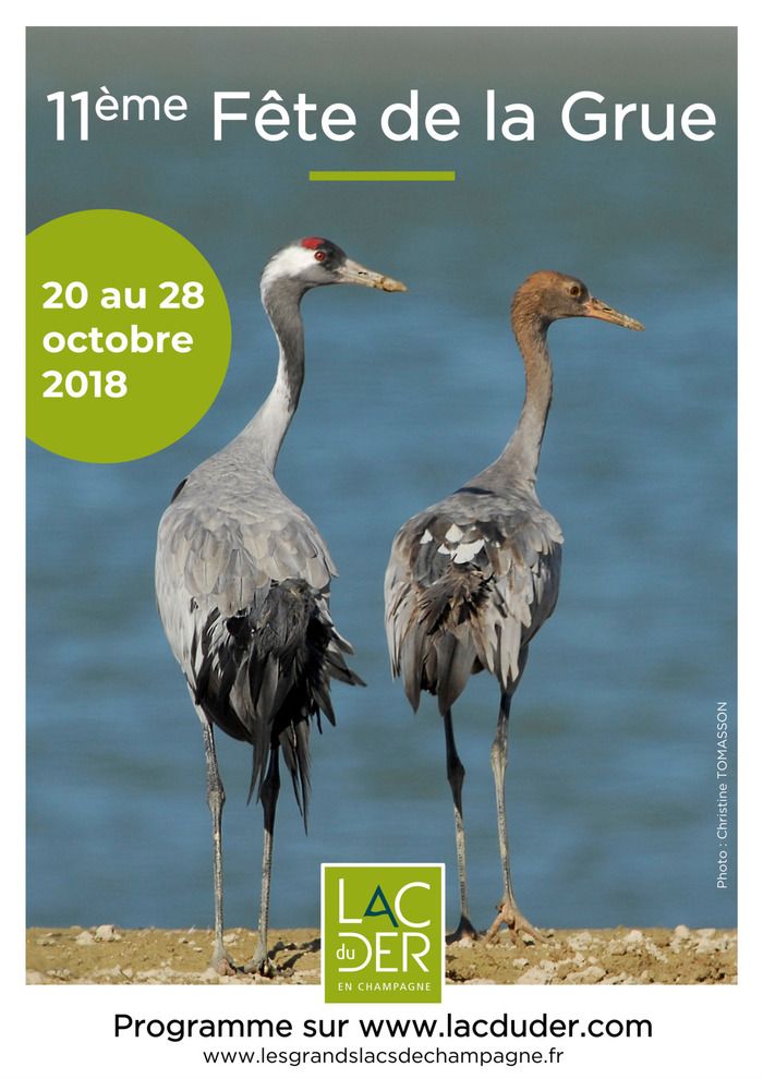 Venez découvrir l'oiseau symbole du lac du Der