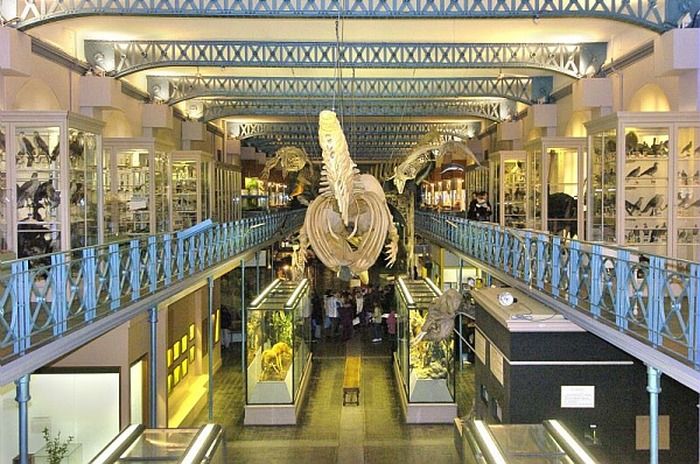 Venez voir la vie en bleu au Musée d’Histoire Naturelle de Lille : de la physique, de la biologie, de l’histoire, de la symbolique, des arts et bien sûr du bleu, du bleu, du bleu…