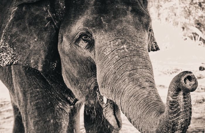 Un voyage au coeur de l'Afrique Noire : ses peuples, ses sociétés, ses cultures et la richesse de sa faune.