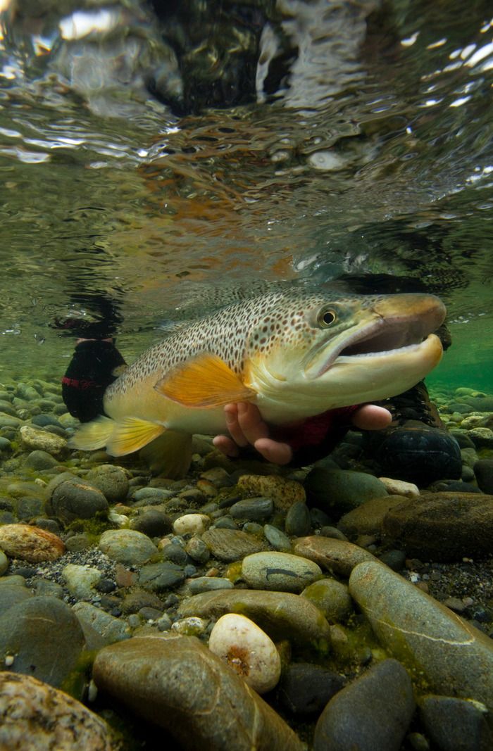 Courts-métrages sur la pêche à la mouche, au cinéma "A l'affiche" à Chaumont, le 28 février 2019, à 20h00.