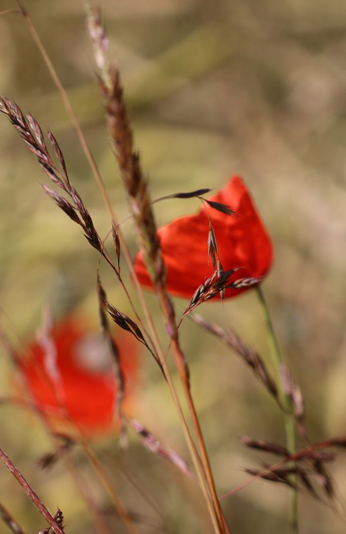 Exposition photographies , peintres, artisants d'art ayant pour thème "La nature"