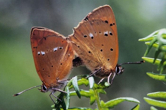 Découvrez les plus beaux papillons du monde à travers cette exposition photographique