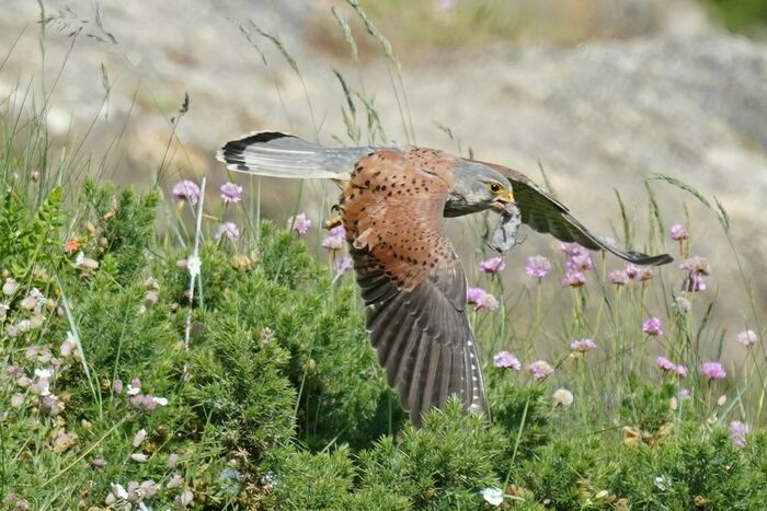 Venez participer à la sortie ornithologique organisée par le Groupe LPO du Bessin à Brouay.
    (1km/3h) - Niveau 1