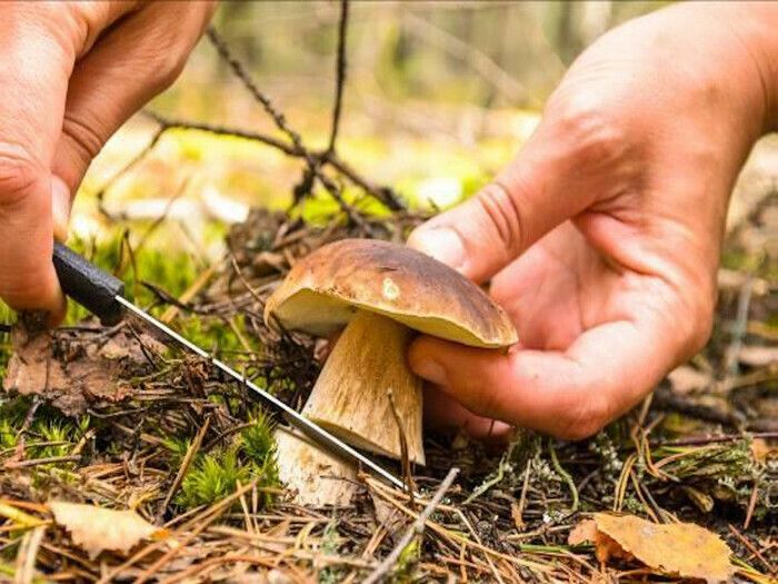 En compagnie d’un spécialiste et de l’association Montviette Nature partez à la rencontre des champignons toxiques, comestibles ou tout simplement amusants ! Venez découvrir leur forme, leur coule...