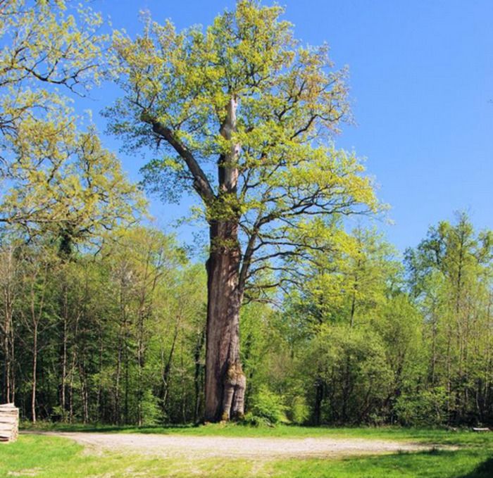 A la découverte de la Forêt du Val