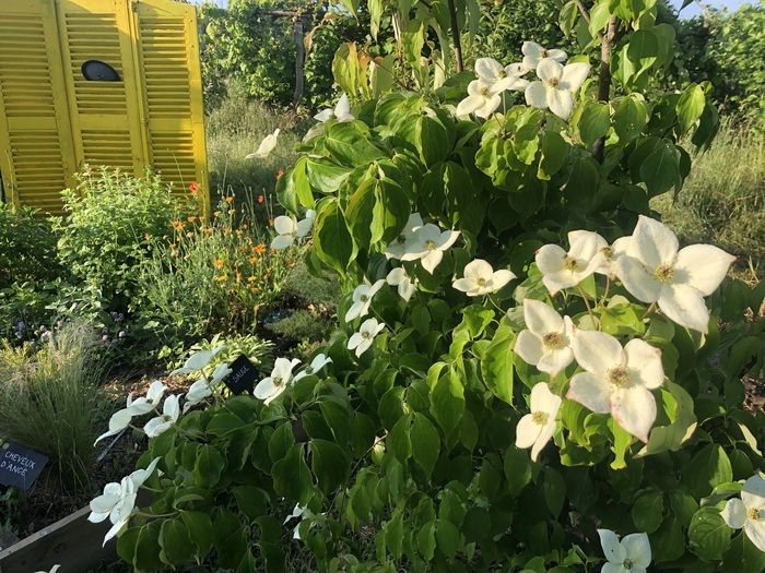 Dieser Ort ist der erste botanische Garten Frankreichs, der sich vorrangig dem Erwachen der Sinne widmet: Jede Essenz wurde aufgrund ihrer Neigung ausgewählt, einen der fünf Sinne zu stimulieren. Pfla